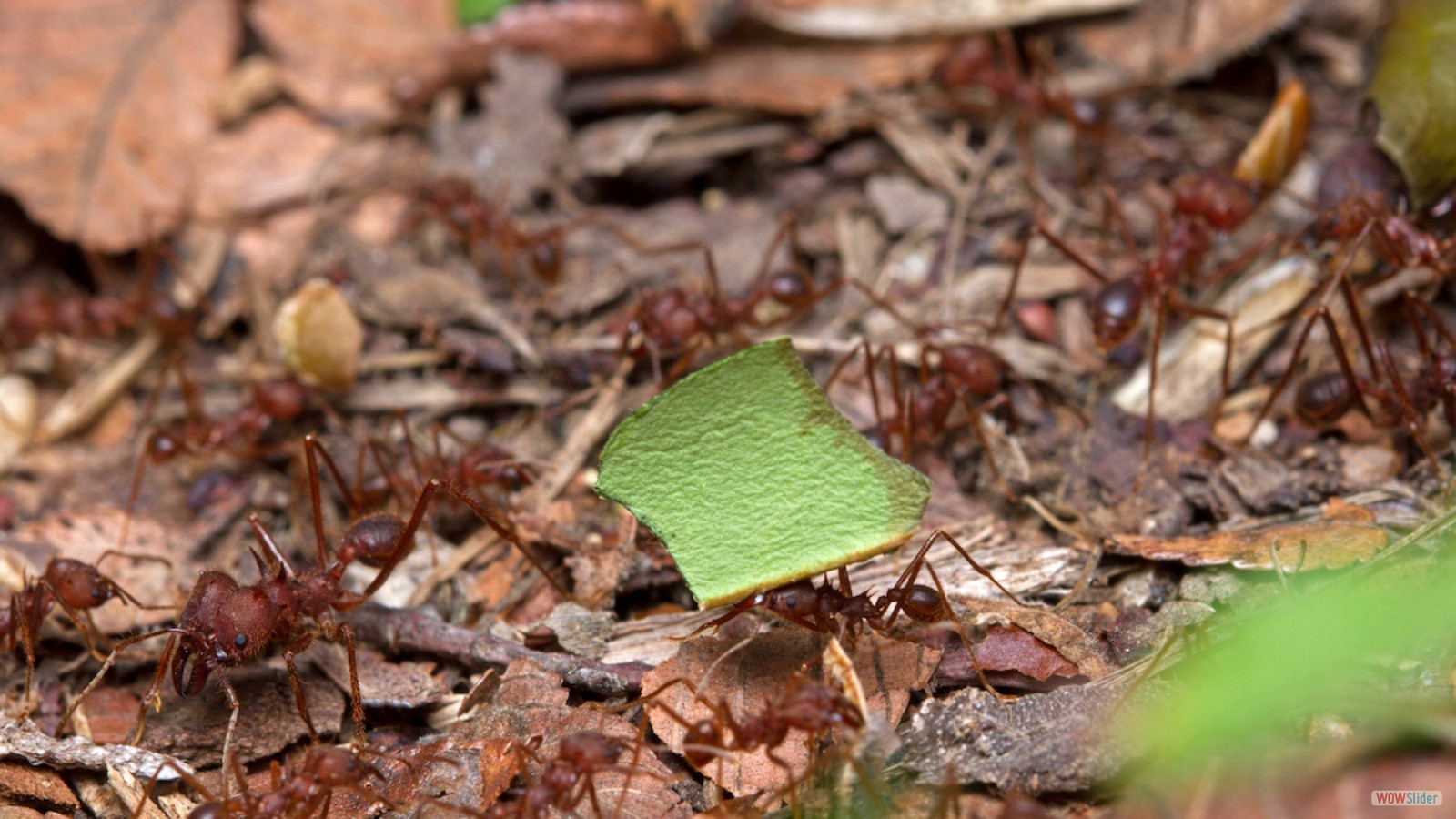 Leafcutter ant nest. Photo by Alejandro Santillana