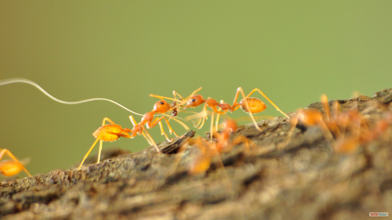 Harvester ant nest. Photo by Vishnal R