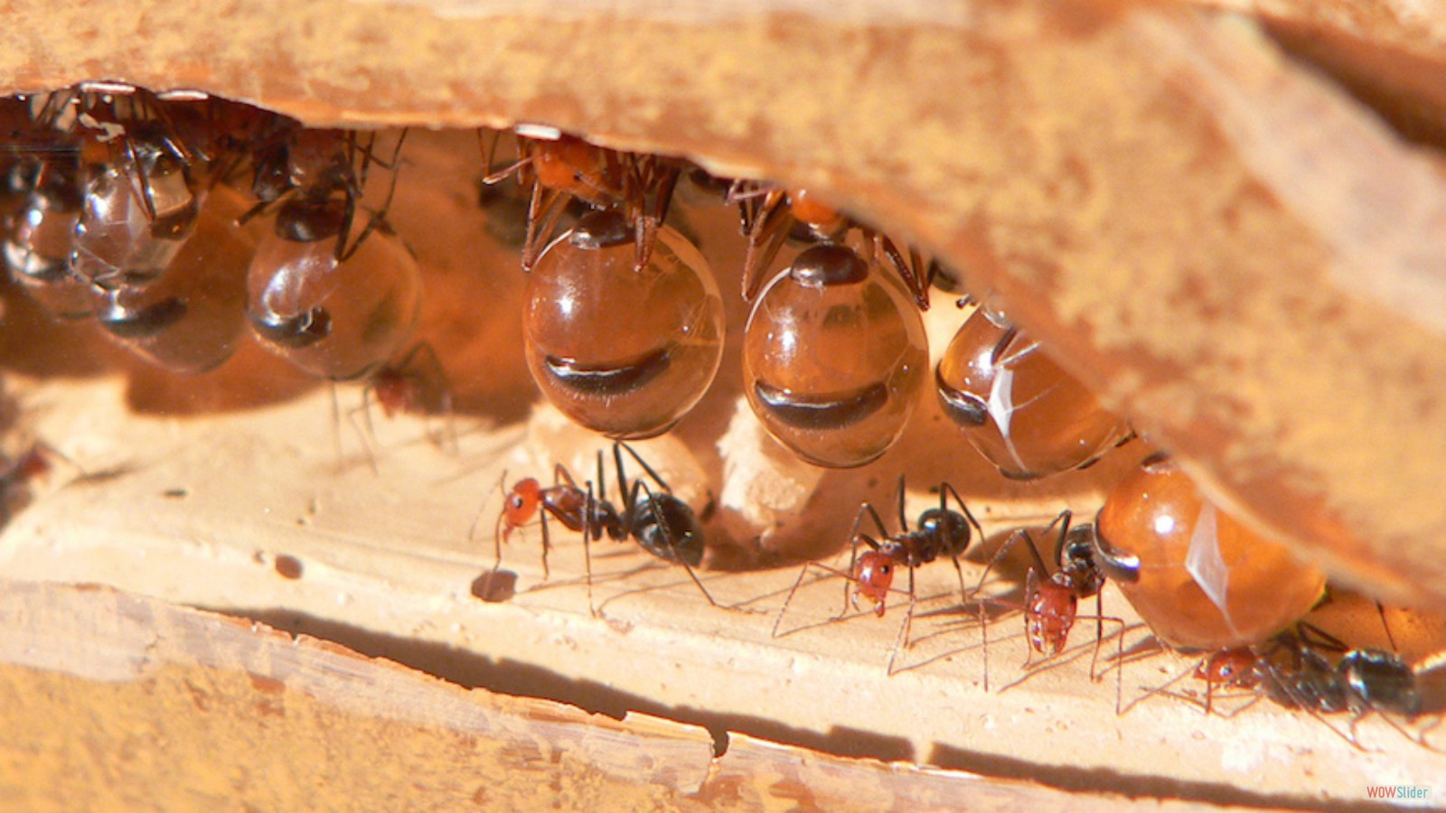 Honeypot ant workers hang upside down in their colony. Photo by Greg Hume